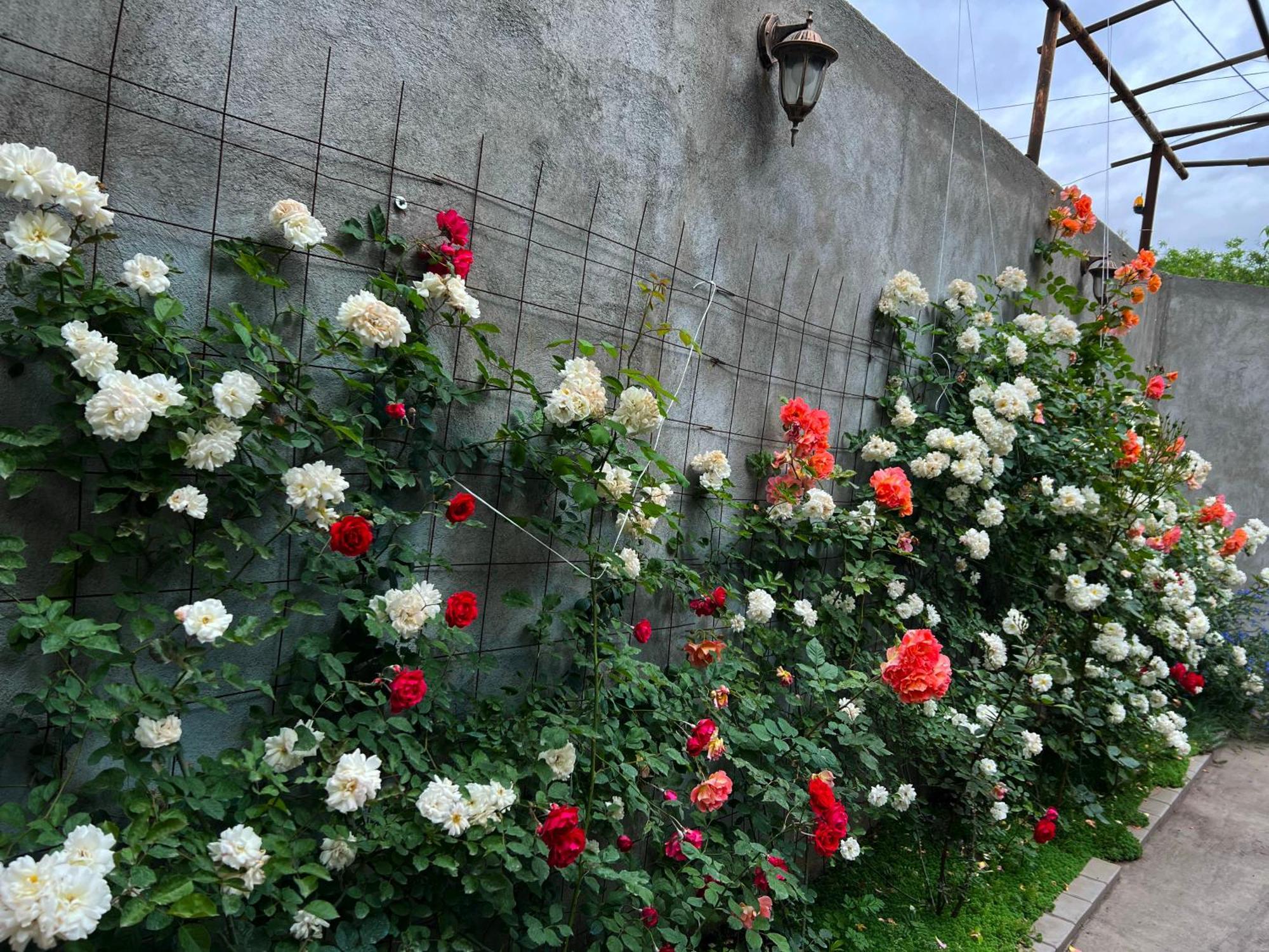 Hillside Guest House Erevan Esterno foto